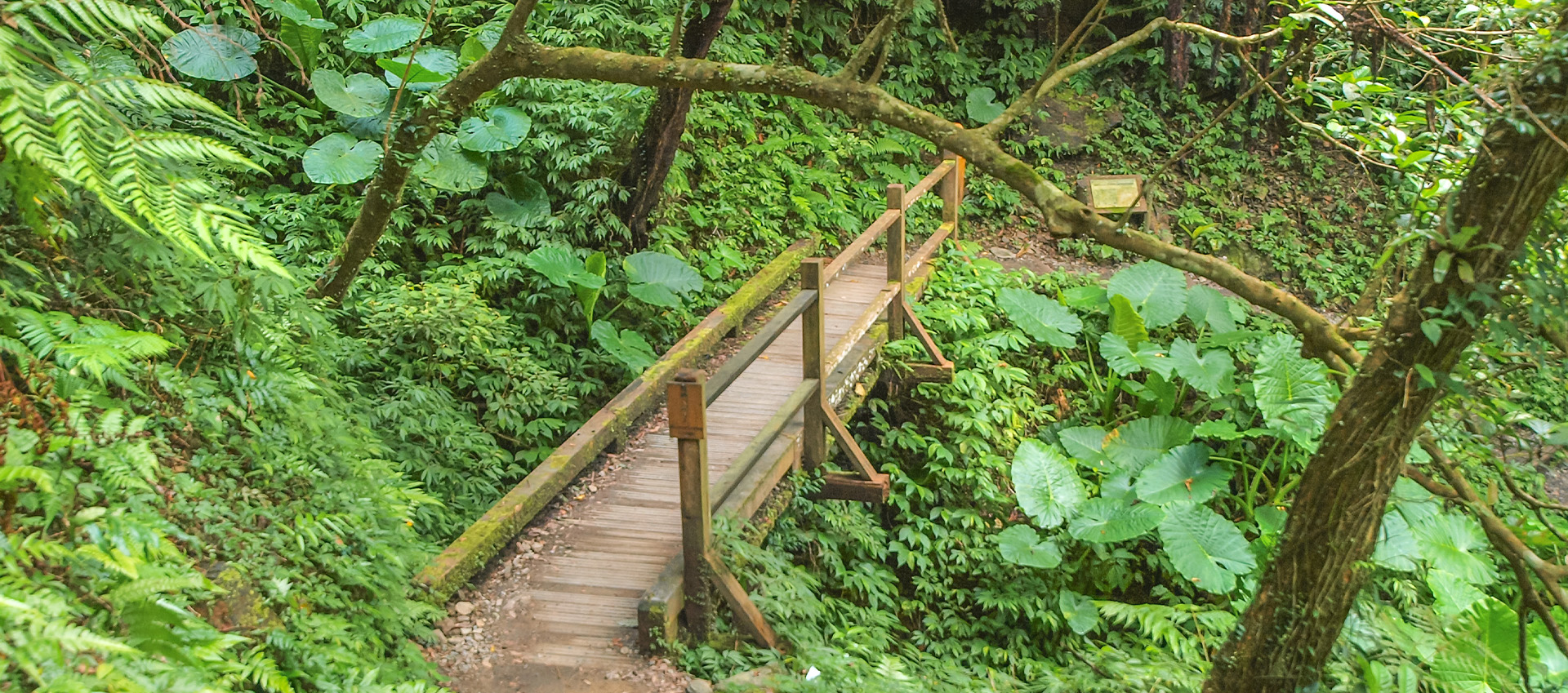 林間木棧道｜樹蔭覆蓋全程