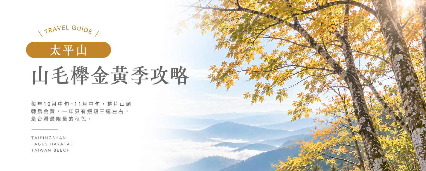 太平山台灣山毛櫸步道——10 月中轉色前先確認最新開放狀態
