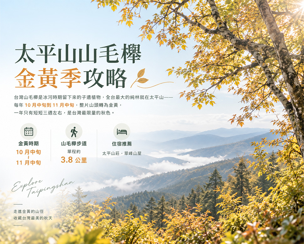 太平山台灣山毛櫸步道，光復節連假正值山毛櫸開始轉色