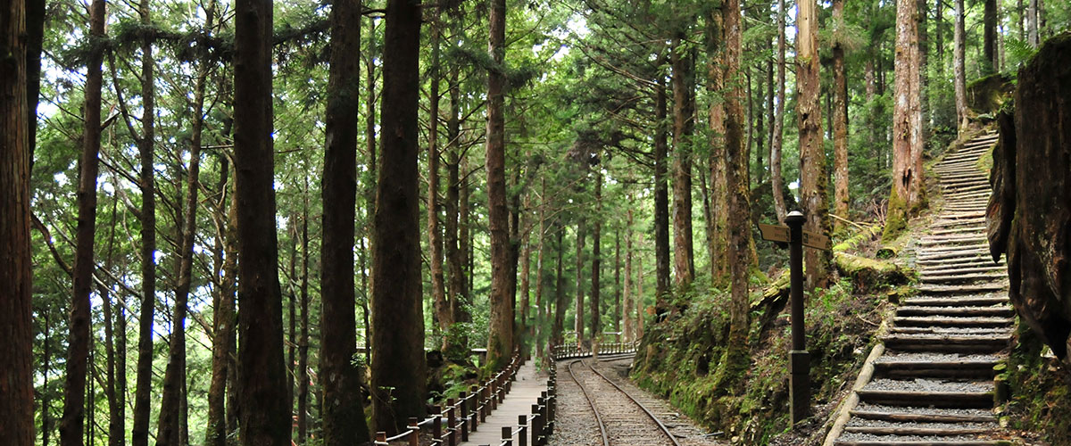 太平山雲霧繚繞的森林步道與鐵道景觀