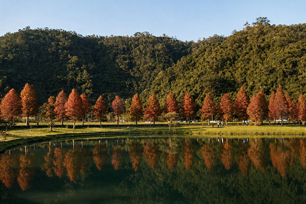 員山落羽松與湧泉