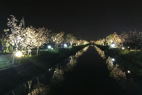 羅莊櫻花步道水圳兩岸的櫻花與夜燈