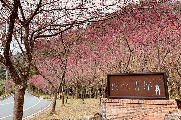 台7線山路兩旁盛開的山櫻花廊道